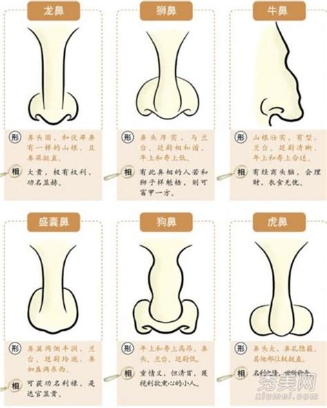 鼻孔面相|十六种鼻子面相图文分析三六风水网